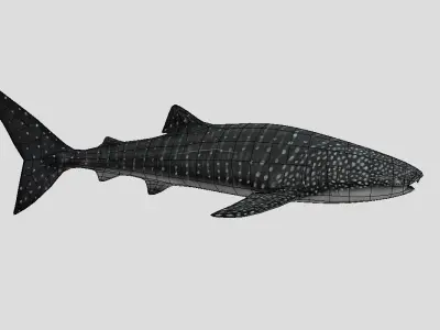 WhaleShark Realistic Animated Low-poly 3D model