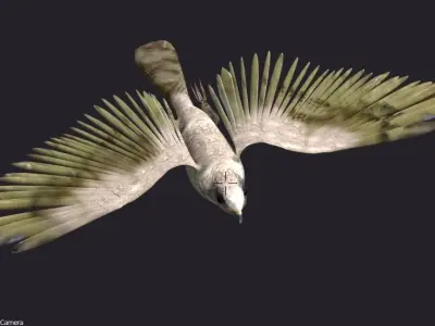 hawk animated Low-poly 3D model