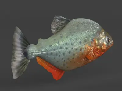 Piranha Fish 3D model