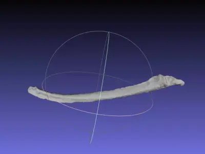 Psittacosaurus Left Dorsal Rib 2 Free 3D print model