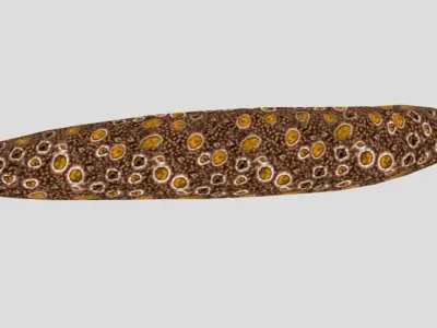 Sea Cucumber Realistic Animated Low-poly 3D model