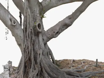 Giant Old Ficus Tree 5x24k textures RAW 3D scan 3D model