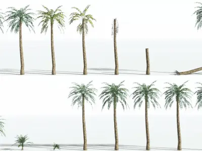 EVERYPlant Date Palm LowPoly 1 --16 Models-- Low-poly 3D model