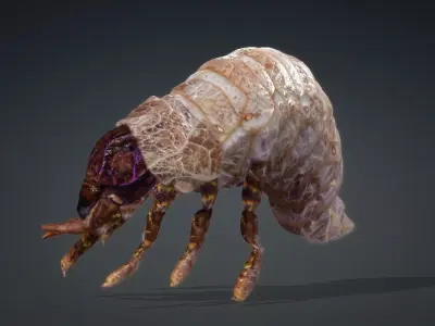 Larval-V1b 3D model