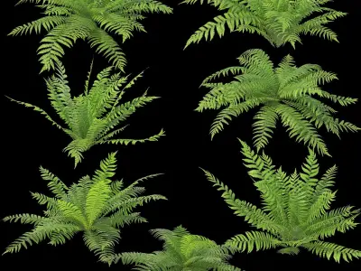 Ferns 01-07 3D model