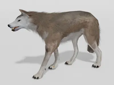 Brown Wolf Animated game ready with fur Low-poly 3D model