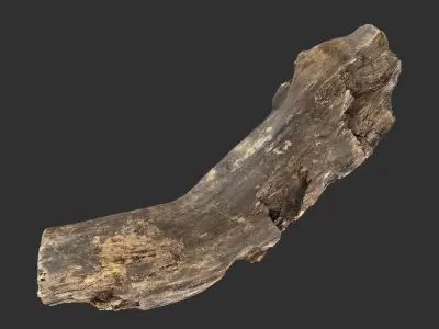 Tree trunk 3d scan 3D model