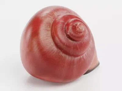 -Snail Shell- Low-poly 3D model