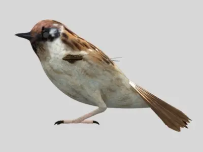 Rig Sparrow Bird  Low-poly 3D model