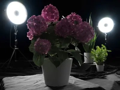  Small Mophead Hydrangea Plant Model, Pink 