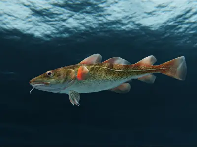 Cod Atlantic - Saltwater Fish Low-poly 3D model