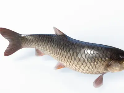 Amur fish Animated Low-poly 3D model