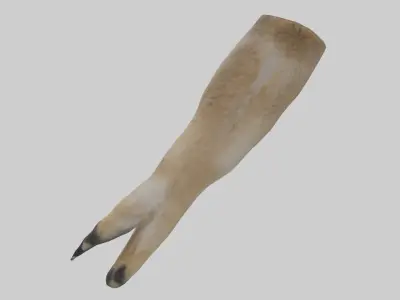 Coyote Paws Low-poly 3D model