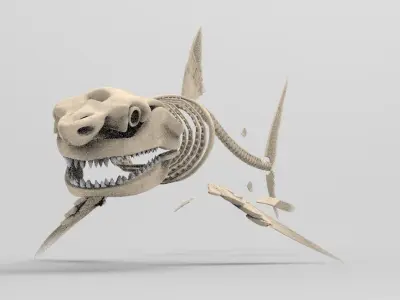 Great White Shark Skeleton 3D Model  3D model