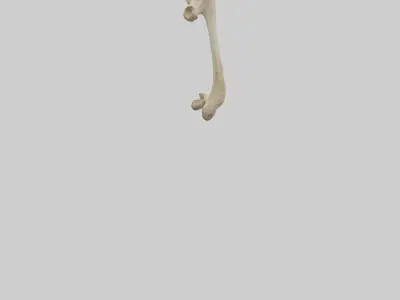 Cheetah Femur Low-poly 3D model