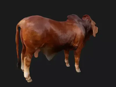 Bull india Low-poly 3D model