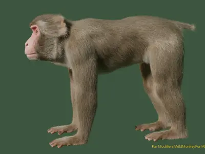 Wild Monkey 3D model