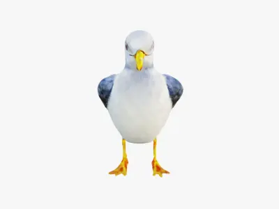 Seagull Free 3D model