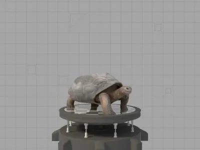 Galapagos-Tortoise tortoise 3D model