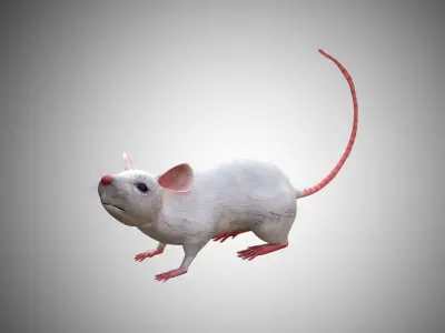 White Mouse Mice Low Poly Rigged  Low-poly 3D model