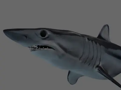 Shortfin Mako Shark 3D model