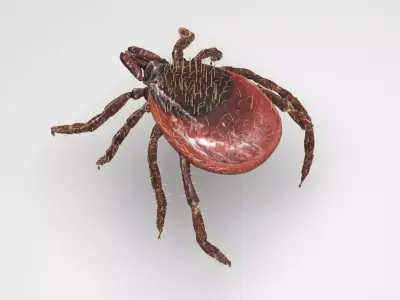 Tick Insect 3D model