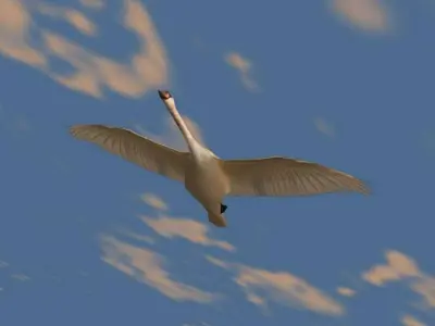 Swans swan flying in sky Low-poly 3D model