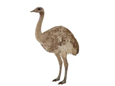 Rheas American Ostrich  Low-poly 3D model