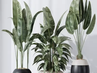 HQ Plants Bird Of ParadiseBird Vase Set06 3D model