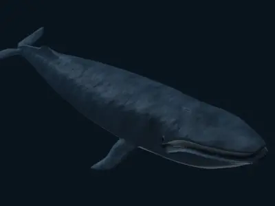 Blue Whale 3D model