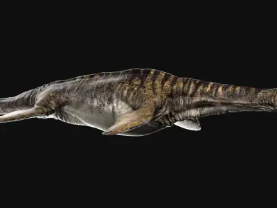 Plesiosaurus (Rigged) 3D model