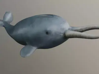Narwhal with two tusks 3D model