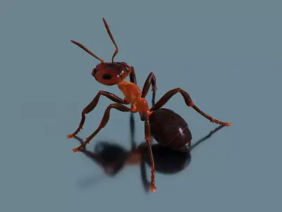 Normal Ant Low-poly 3D model