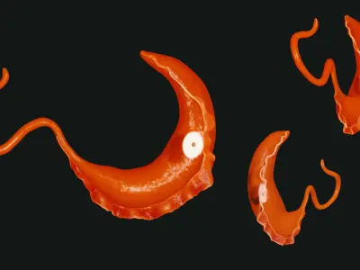 African Trypanosomiasis Sleeping Sickness Low-poly 3D model