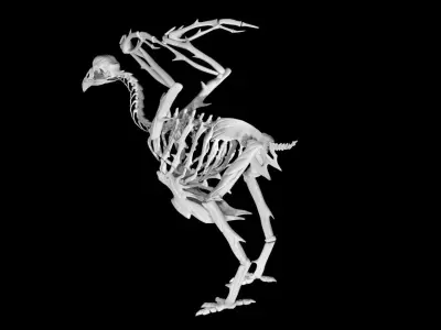 Chicken skeleton Low-poly 3D model