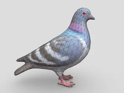 Standing Bird Pigeon Low-poly 3D model