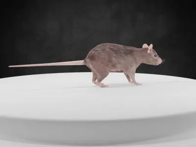 Mouse rat rigged  Animations Low-poly 3D model