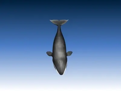 Bow Head Wahle Low-poly 3D model