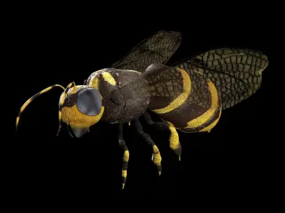 Honeybee Low poly and fully rigged Low-poly 3D model