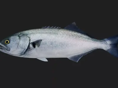 Bluefish Low-poly 3D model