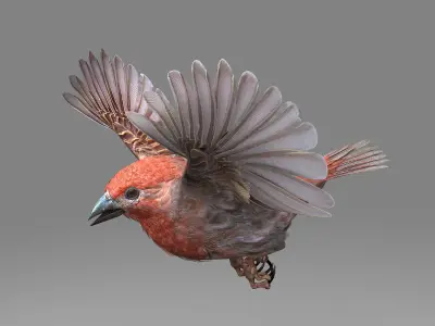 House finch - rigged - animated 3D model
