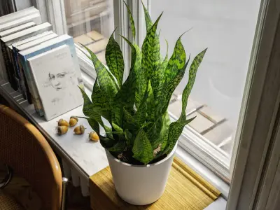  Short Snake Plant Potted Plant Model 