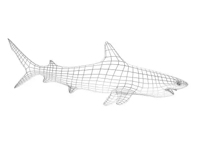 shark 3D model