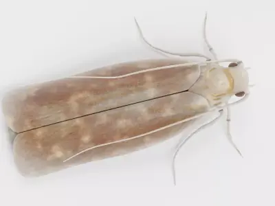 Cloth Moth Low-poly 3D model