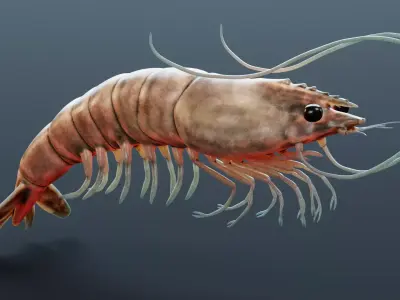 -Prawn- 3D model