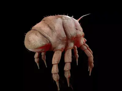 Dust Mite Insect Low-poly 3D model