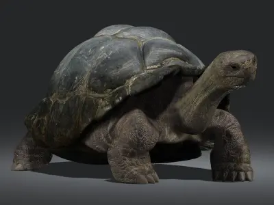 Tortoise (RIGGED) 3D model