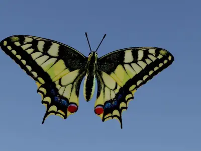 Mahaon butterfly animation Low-poly 3D model