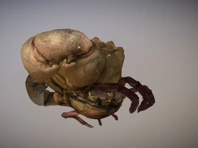 Scanned photorealistic Crab Low-poly 3D model