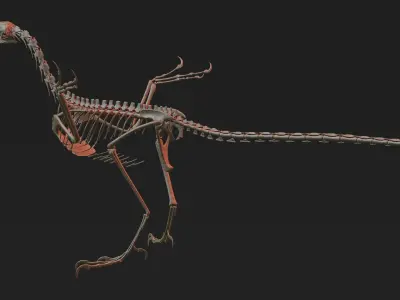 Archaeopteryx Skeleton 3D Low-poly 3D model